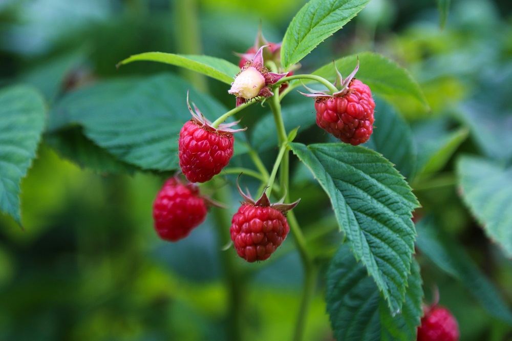 How to plant raspberries? What's the right spacing?