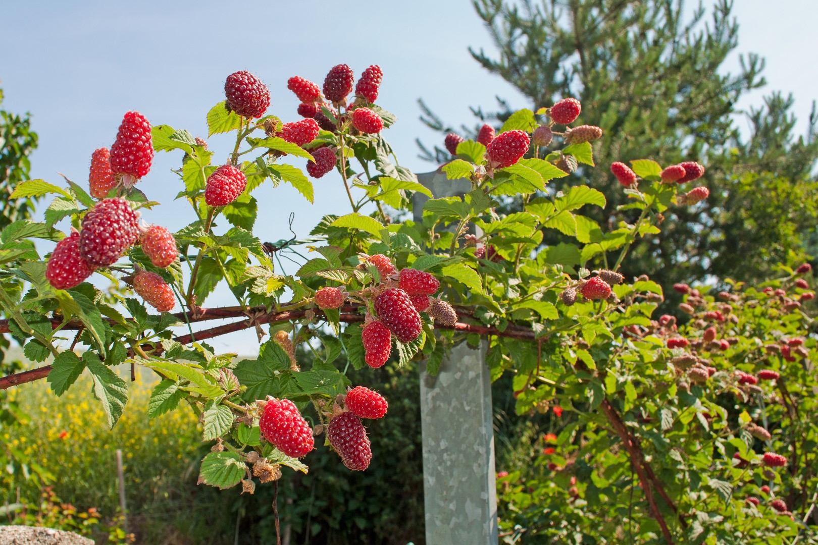 How to Grow Raspberries? Facts Every Gardener Should Know