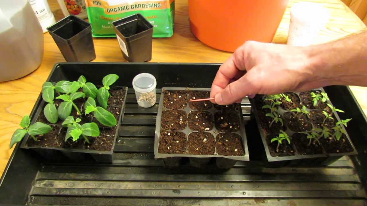 How to grow tomatoes from seeds?