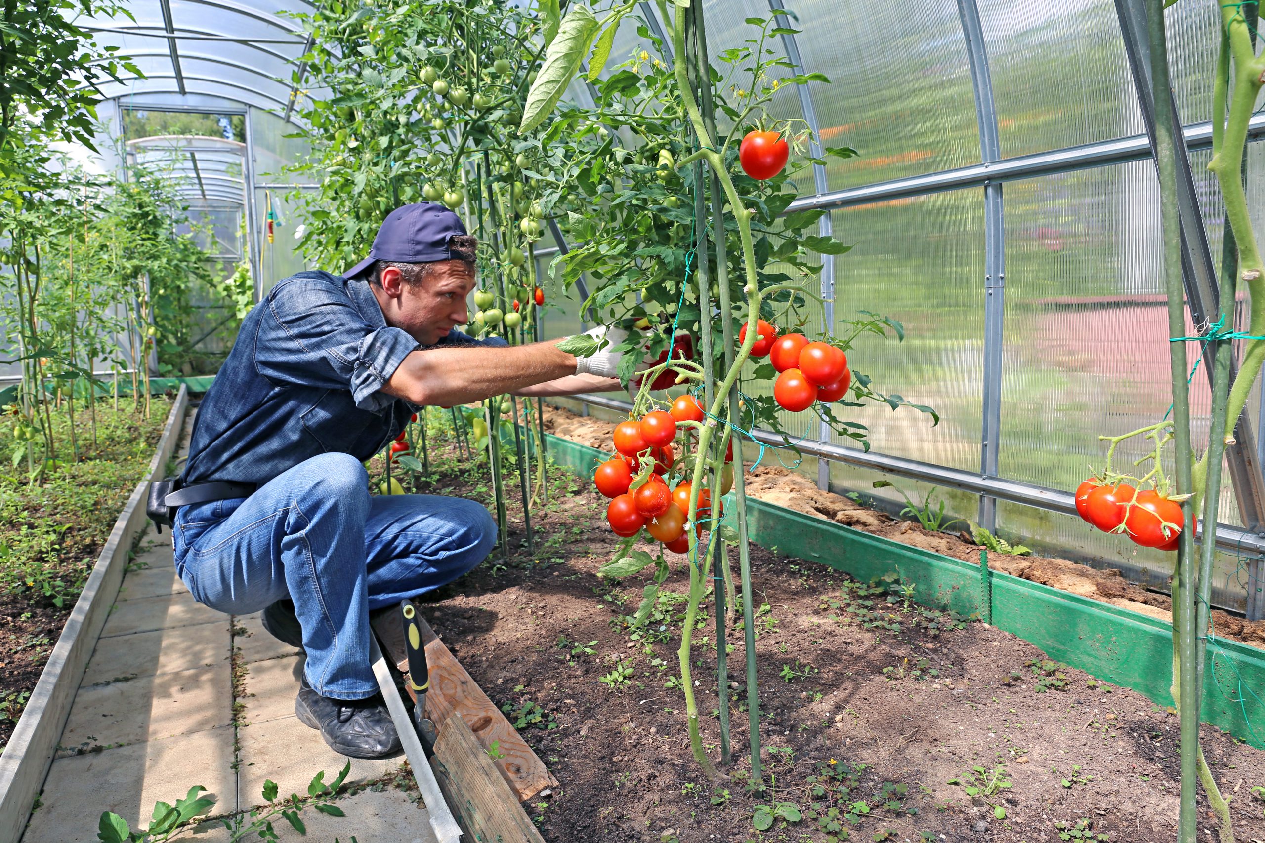 Wie züchtet man Tomaten? Tomatenpflanze Pflege