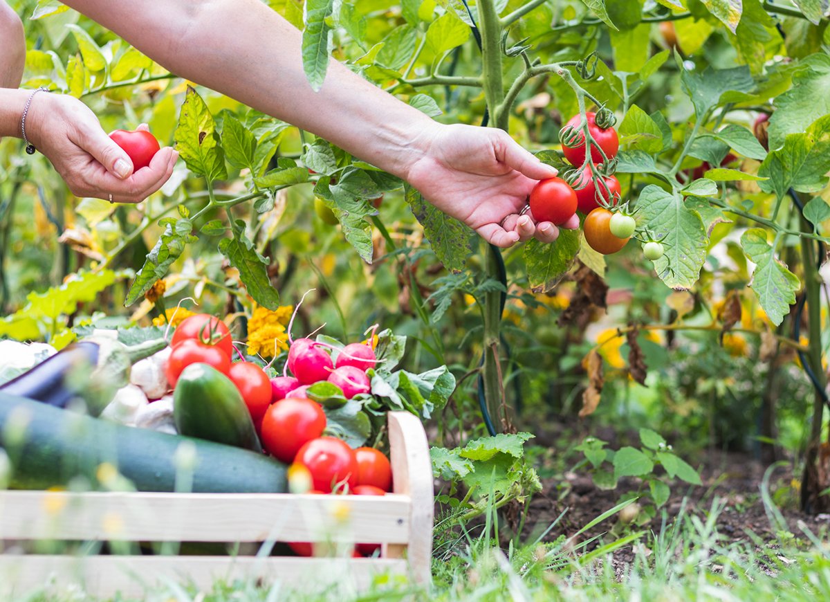 Jak sadzić pomidory? Kilka praktycznych wskazówek