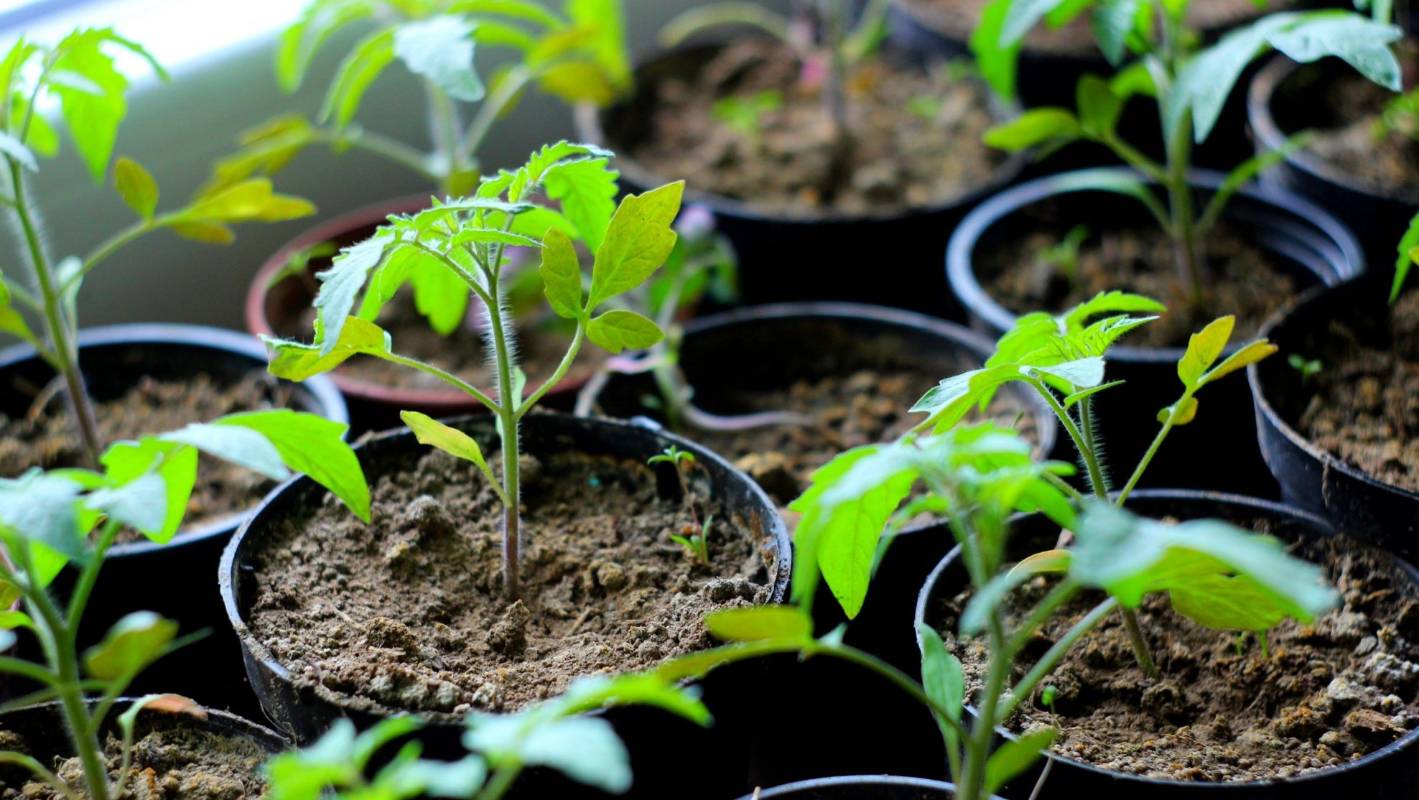 Wachsende Tomaten aus Samen - wie man Tomaten Sämlinge wachsen?