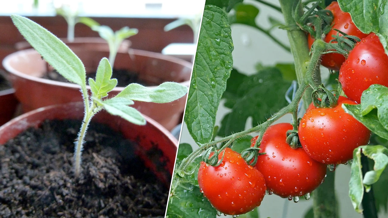 What does it mean to harden off tomato plants?