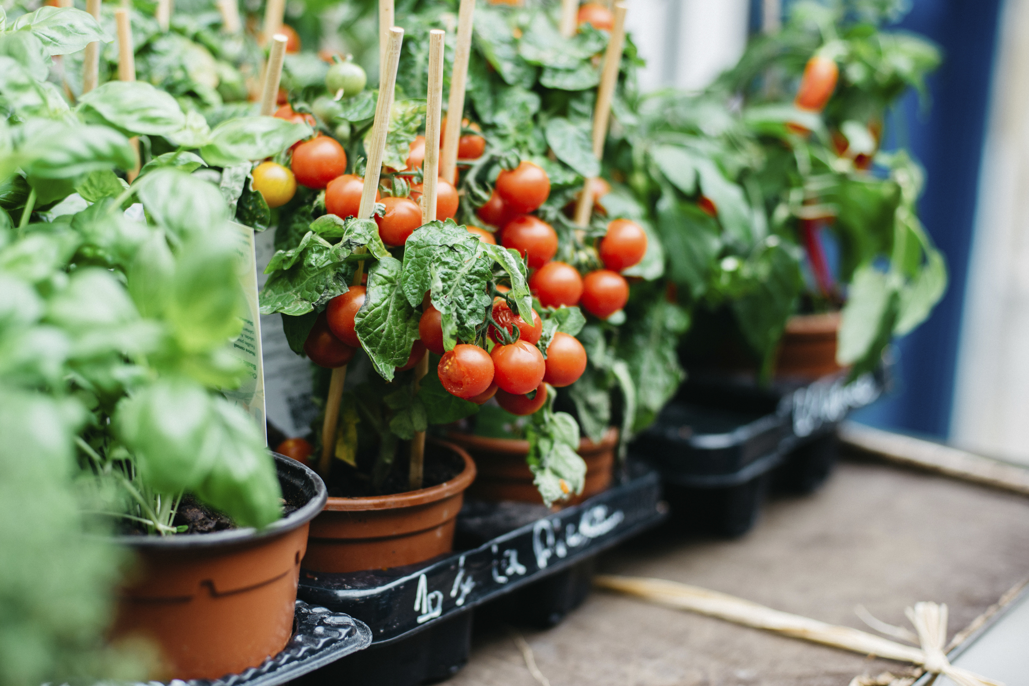 Wann Sollen Tomaten Pflanzen Werden? Wie Man Tomaten Schritt für Schritt Anbaut