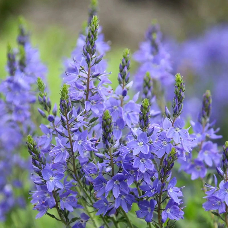When do you plant veronica flowers?