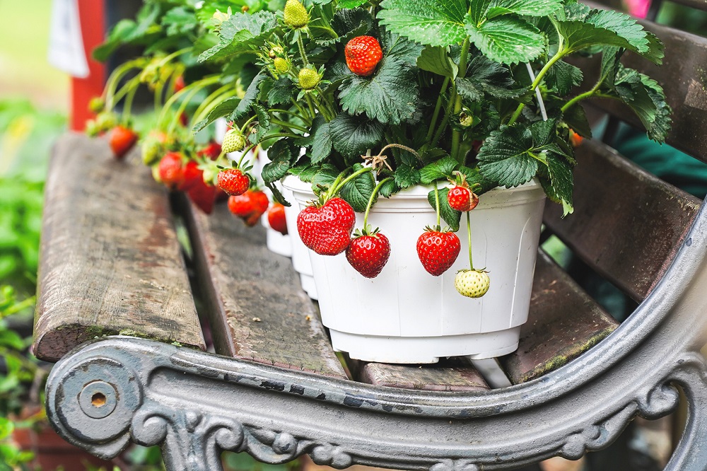 Erdbeer-Setzlinge - hier beginnen Sie mit dem Anbau von Erdbeeren