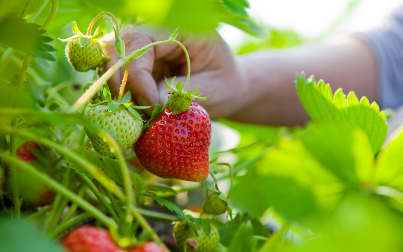 Erdbeerpflanze - Wie man Erdbeeren im Garten anbaut?