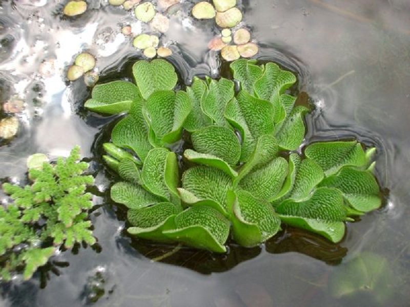 El musgo acuático (Salvinia auriculata)