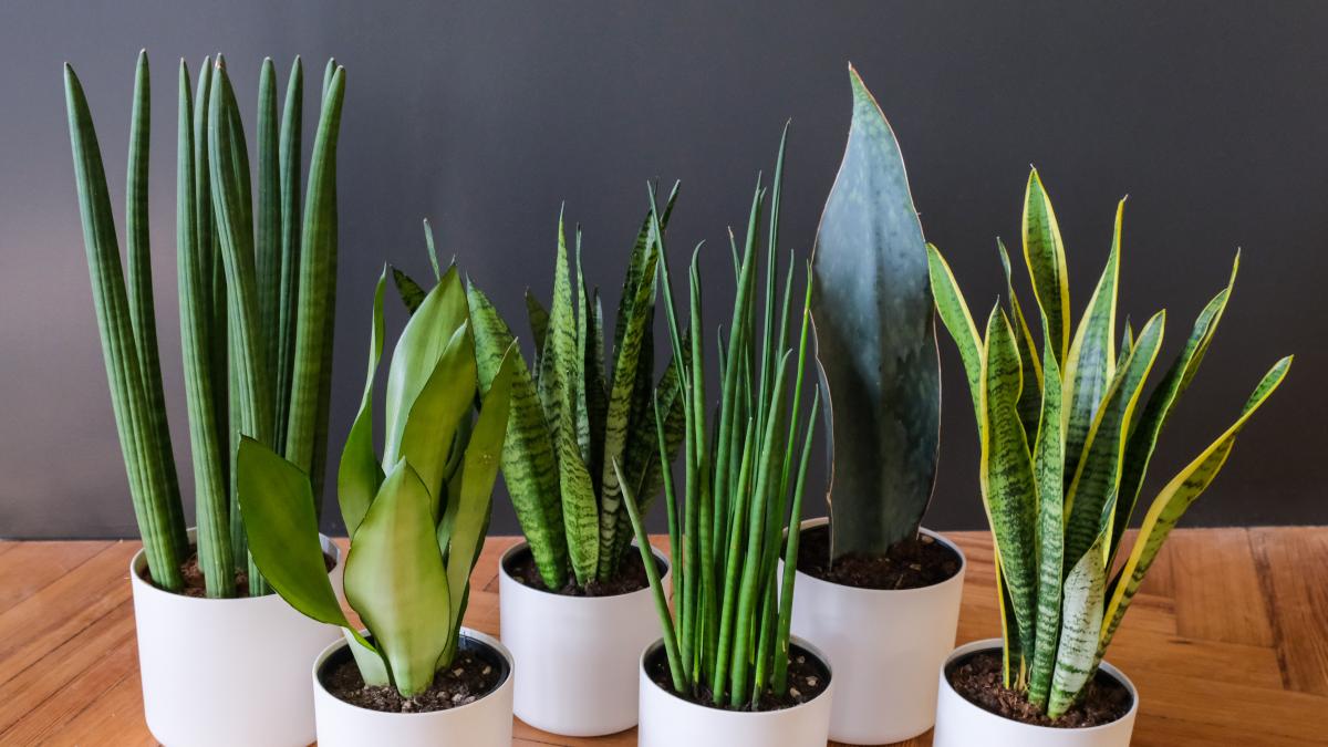 Is snake plant prone to diseases?