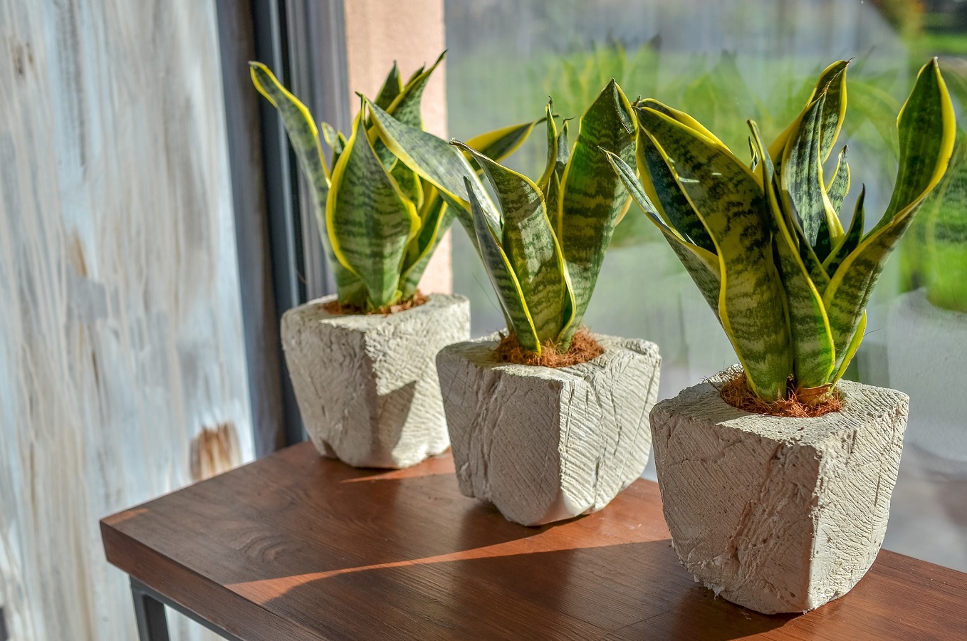 Snake Plant Care - Learn How to Care for Sansevieria Plant
