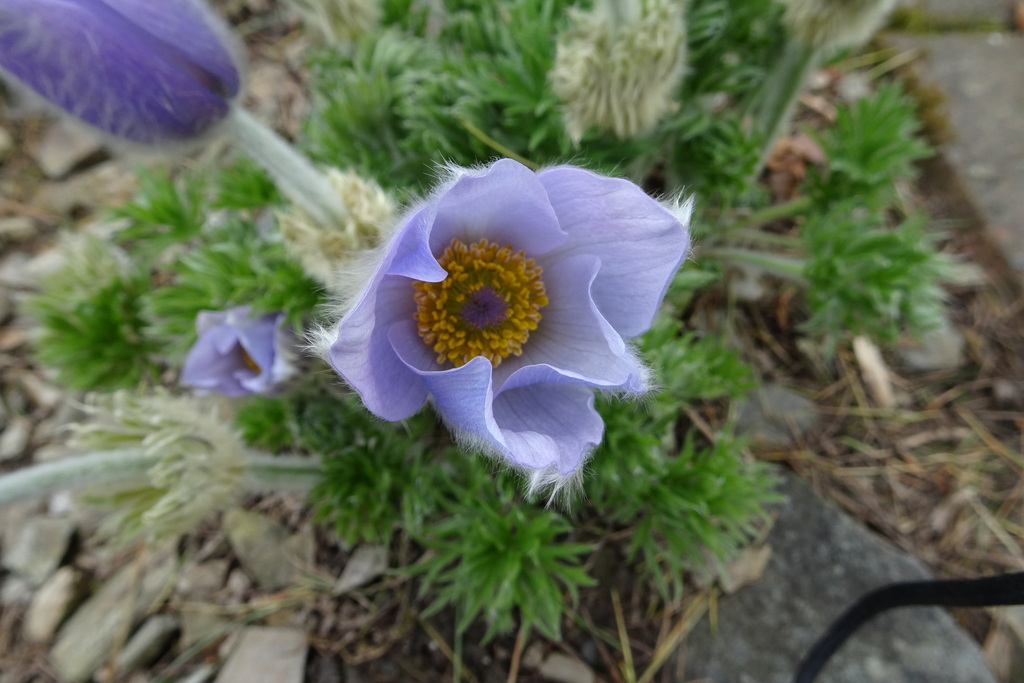 Альпийский цветок паске - полив