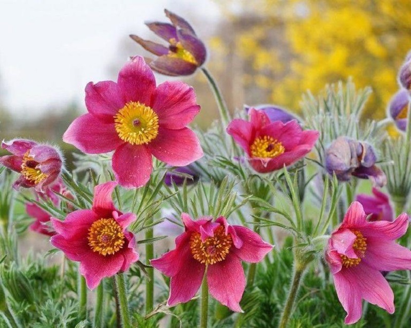 Are pasque flowers vulnerable to pests?
