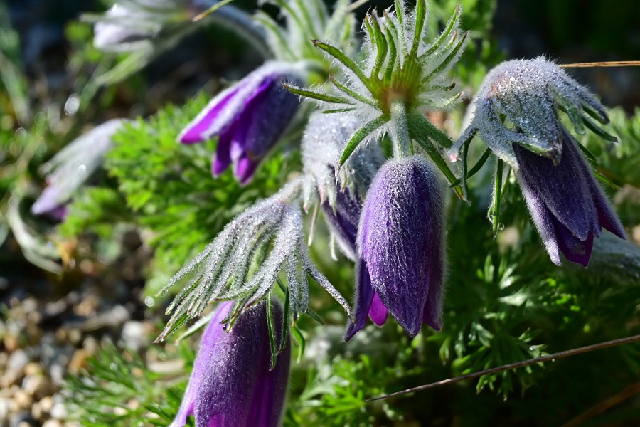 Pasque flower – what kind of plant is it?