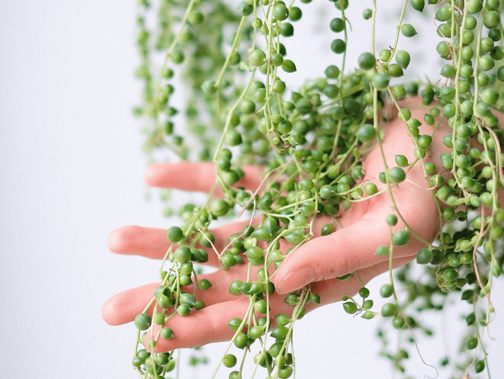 What is string of pearls plant?