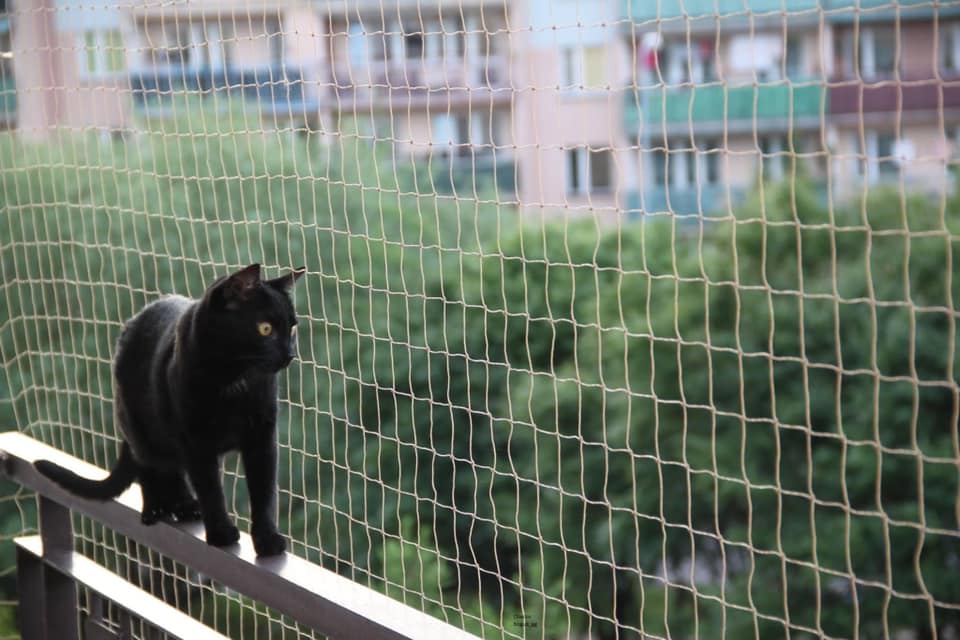 Odstraszanie gołębi z balkonu - czy siatka to zawsze możliwe rozwiązanie?