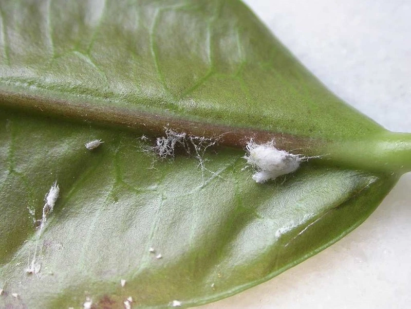 Where do mealybugs come from?