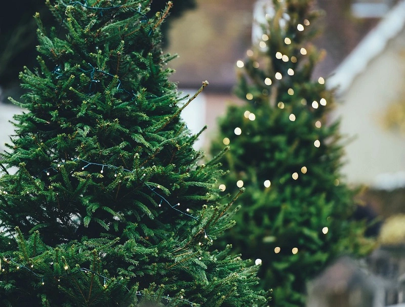 Каково происхождение рождественской елки?