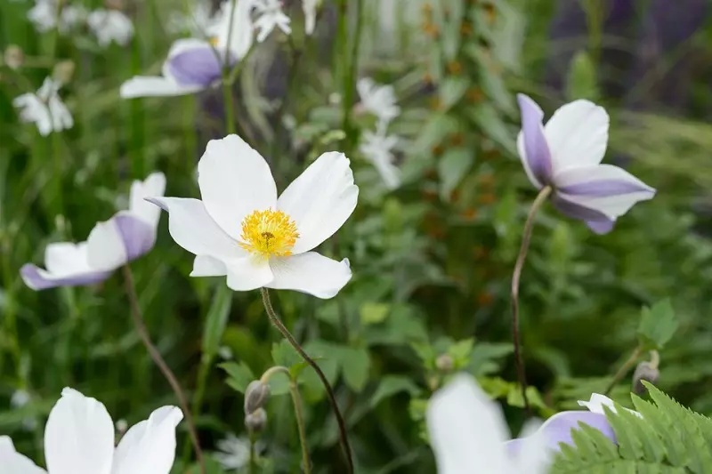 Anemone giapponese (Anemone japonica)
