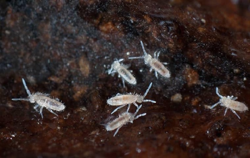 What do springtails look like?