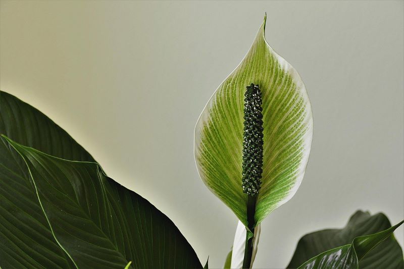 What is a peace lily and what are its features?