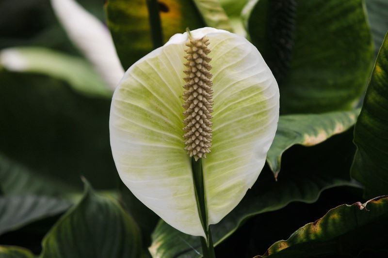 Types of peace lily you can grow at home