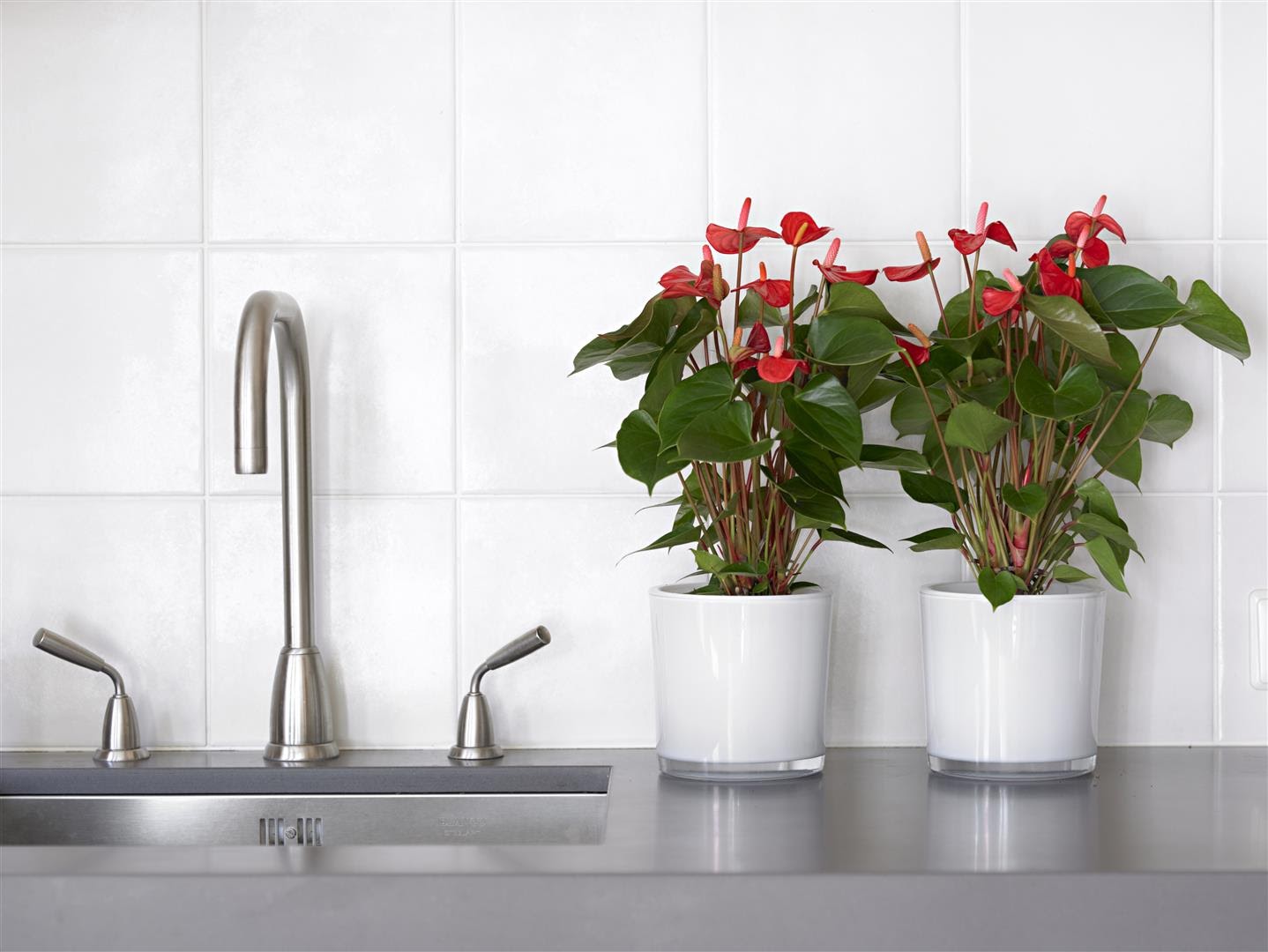 How to take care of anthurium so that it grows well?