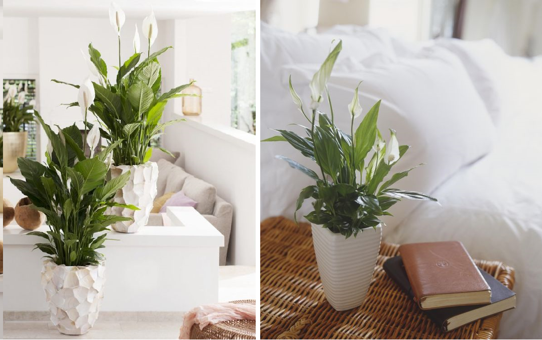 Peace lily - house plant