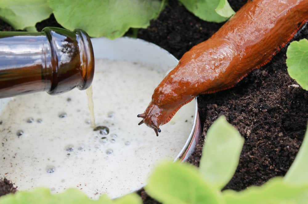 How too kill slugs - a slug beer trap