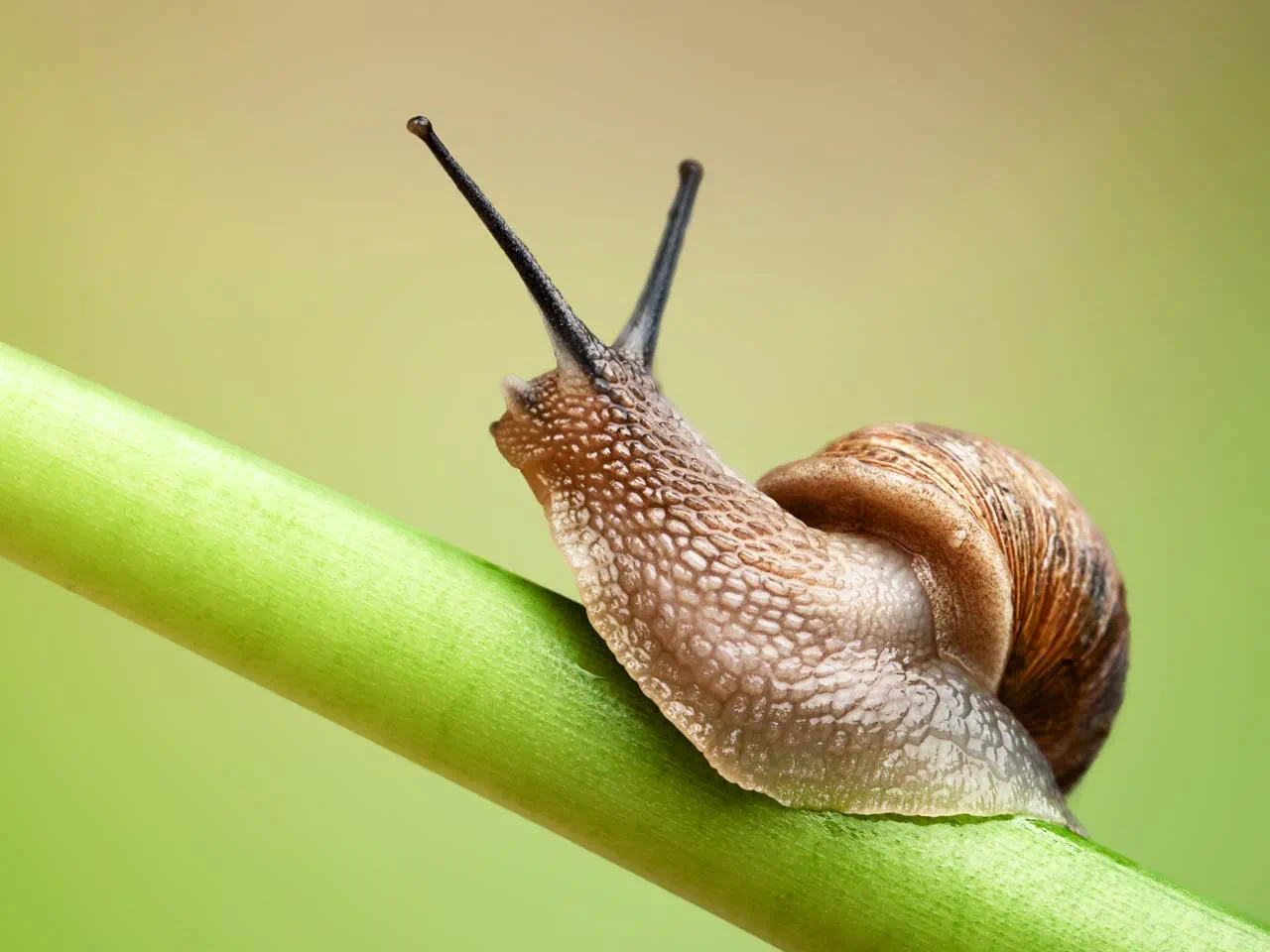 How to Get Rid of Slugs and Snails? - 4 Effective Methods