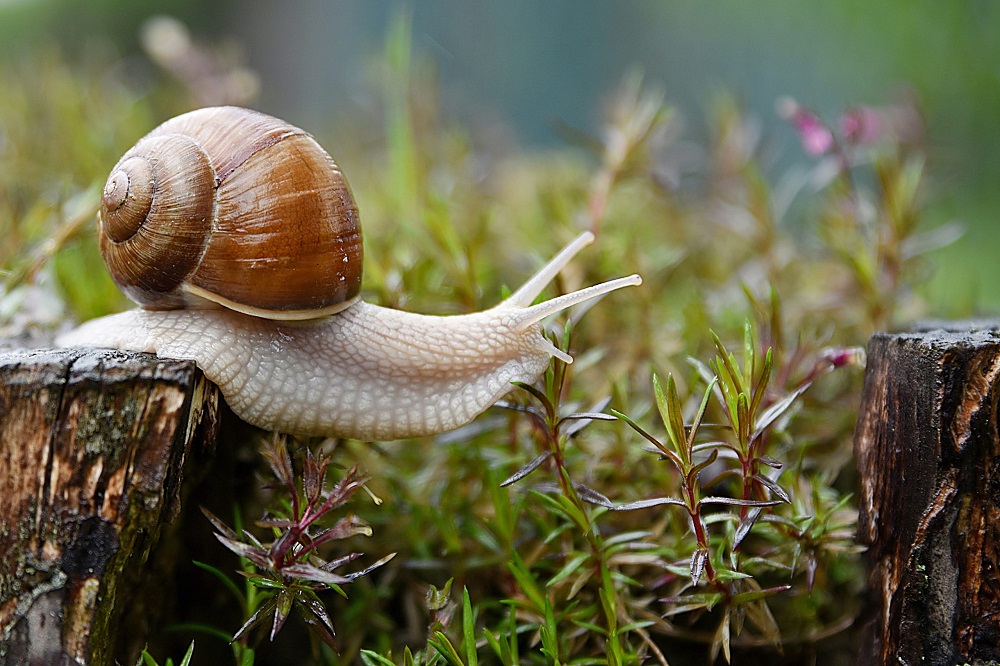 What types of snails are the biggest danger?