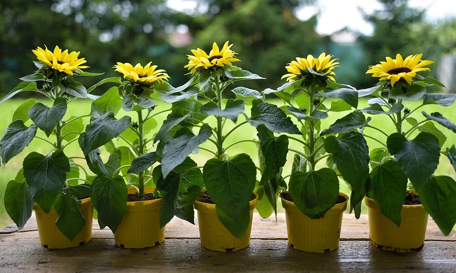 Ornamental potted sunflower - popular types