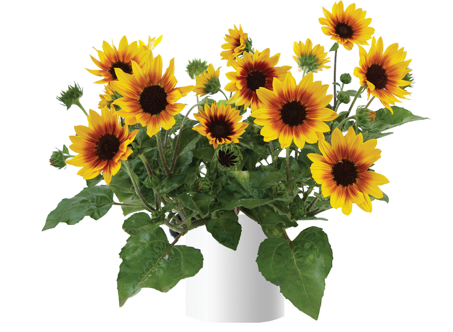 Where can you grow a potted sunflower?