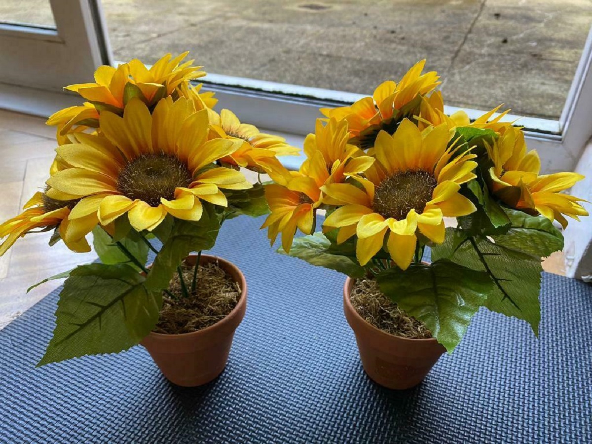 How to Grow Sunflower in Pots Potted Sunflower Care Guide