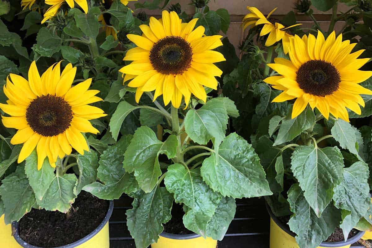 Do you have to fertilize a potted sunflower?