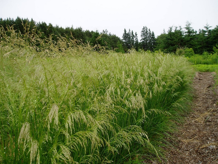 Хохлатая трава (Deschampsia cespitosa)