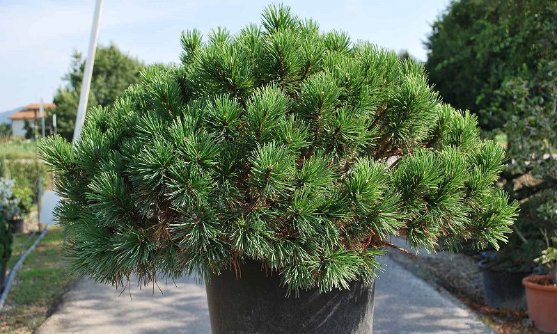Болотная сосна 'Швабра' (Pinus mugo 'Mops')