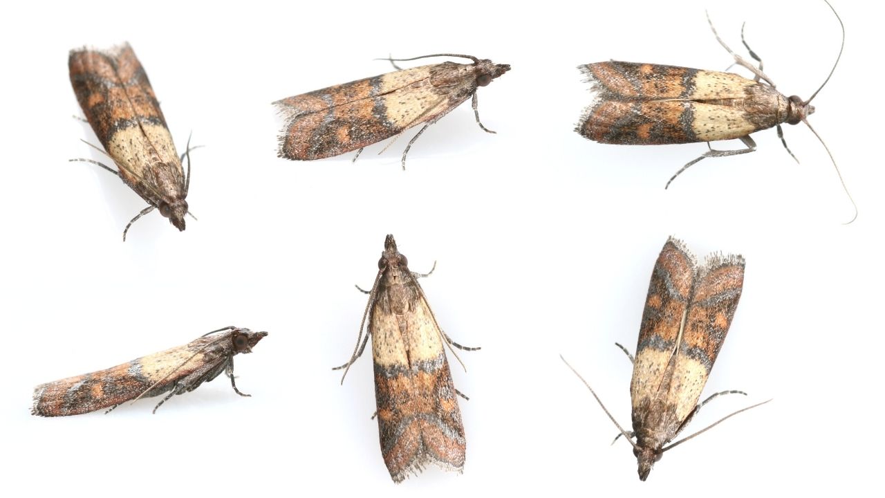 Pantry moths - are they different from clothes moths?