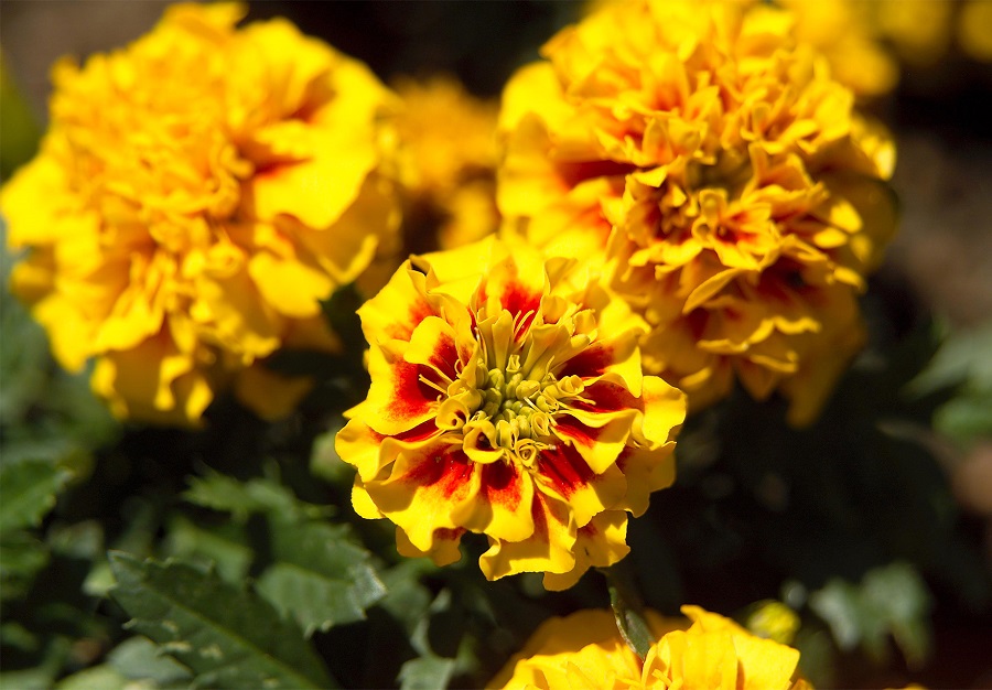 The best location for marigolds – sun or shade?