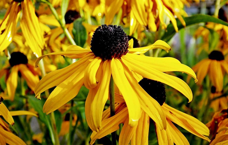 What is the best location for rudbeckias?