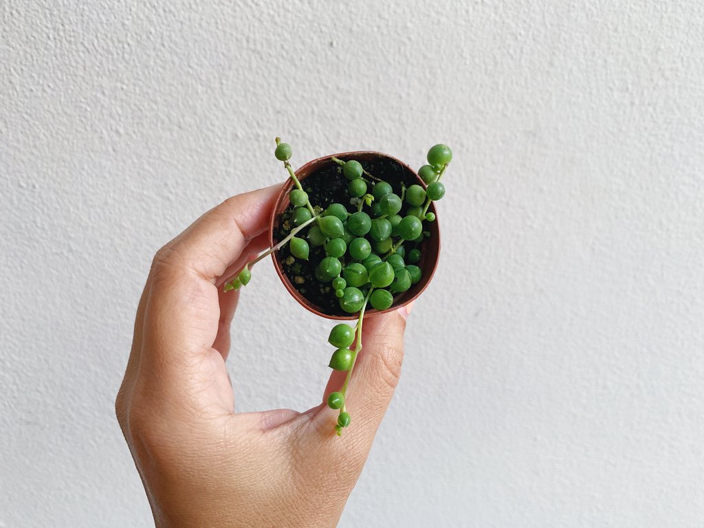 String of pearls propagation - is it difficult?