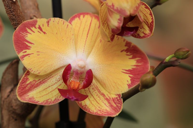 How much does an orchid cost?