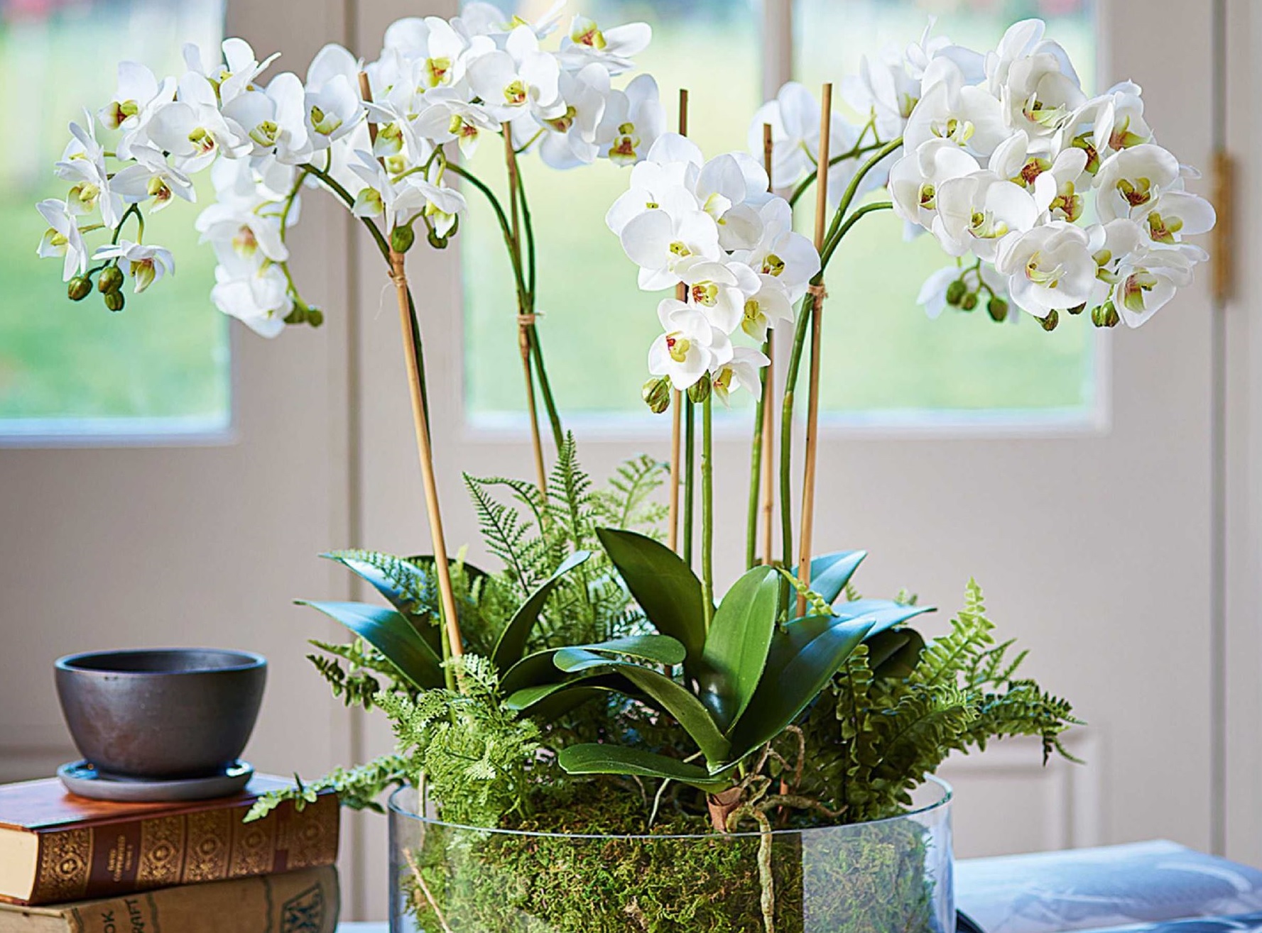 Weiße Orchideen - Zimmerpflanzen