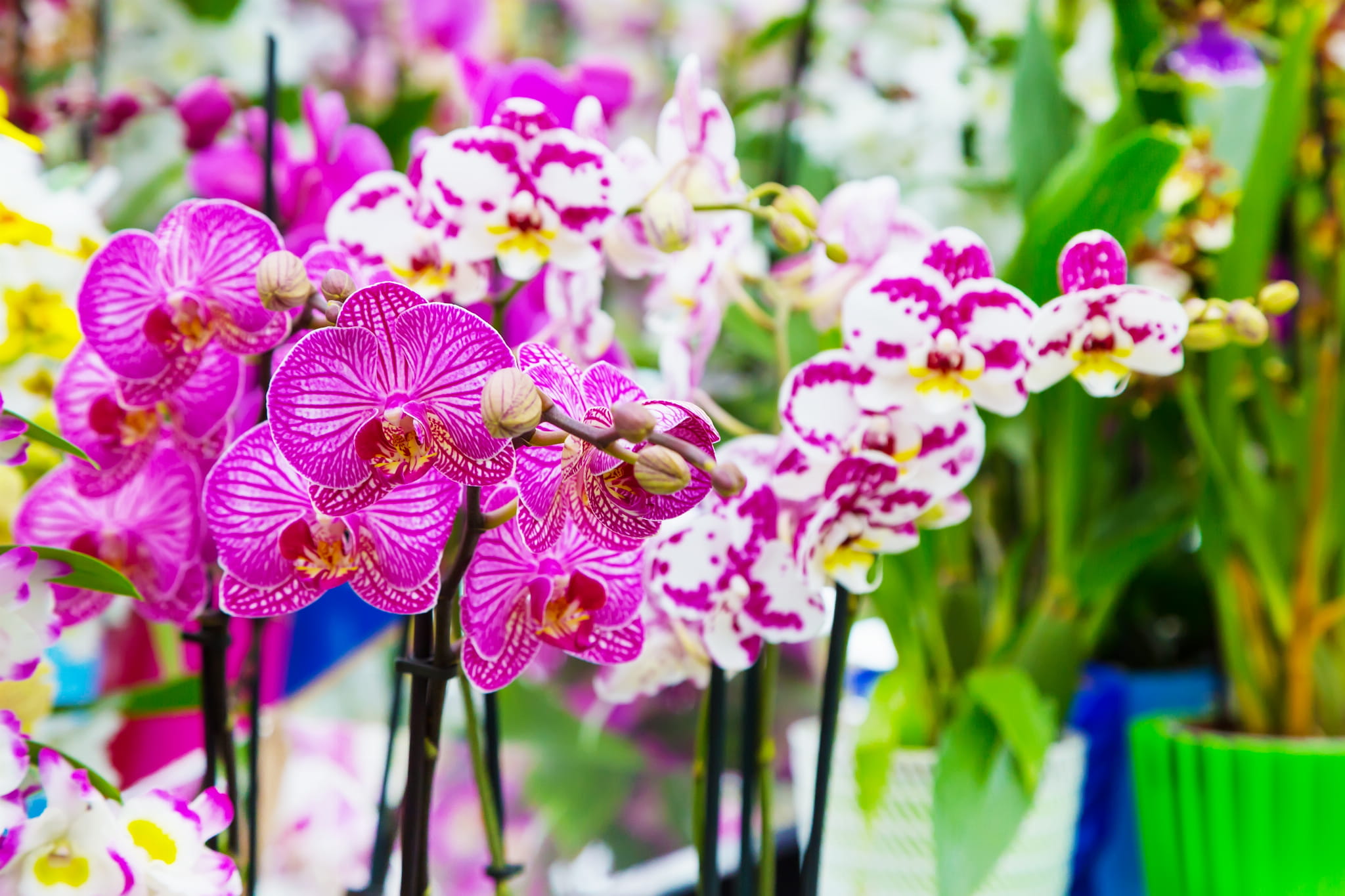 Planta de interior - orquídea rosa
