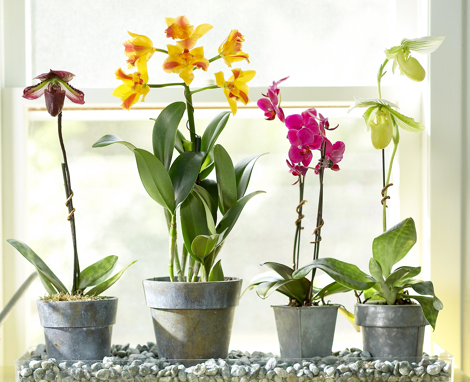 6 Semplici Trucchi per Rendere le Tue Orchidee Splendide!