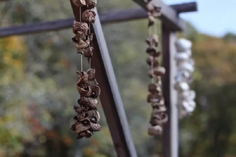 Drying mushrooms on a string