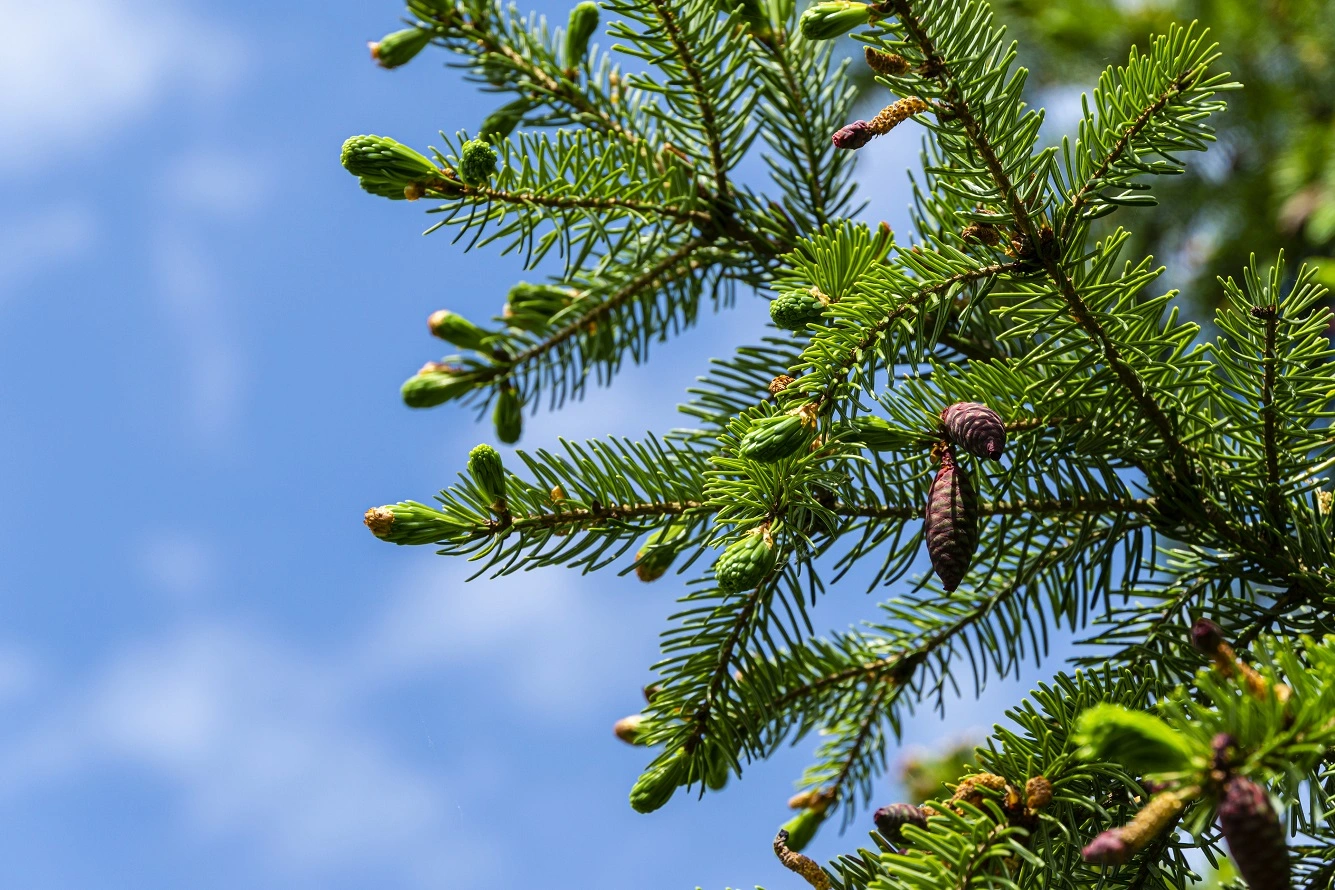 Cuidado de la Picea Serbia - Variedades, Cultivo, Enfermedades y Plagas