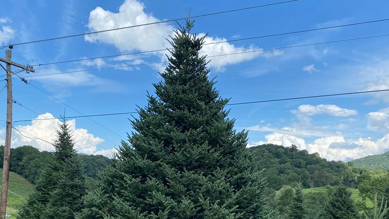 Is Serbian spruce vulnerable to any pests?