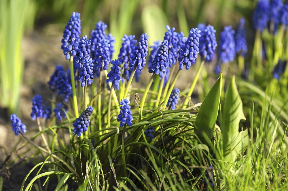 Grape hyacinths - ideal spring flowers for home and garden