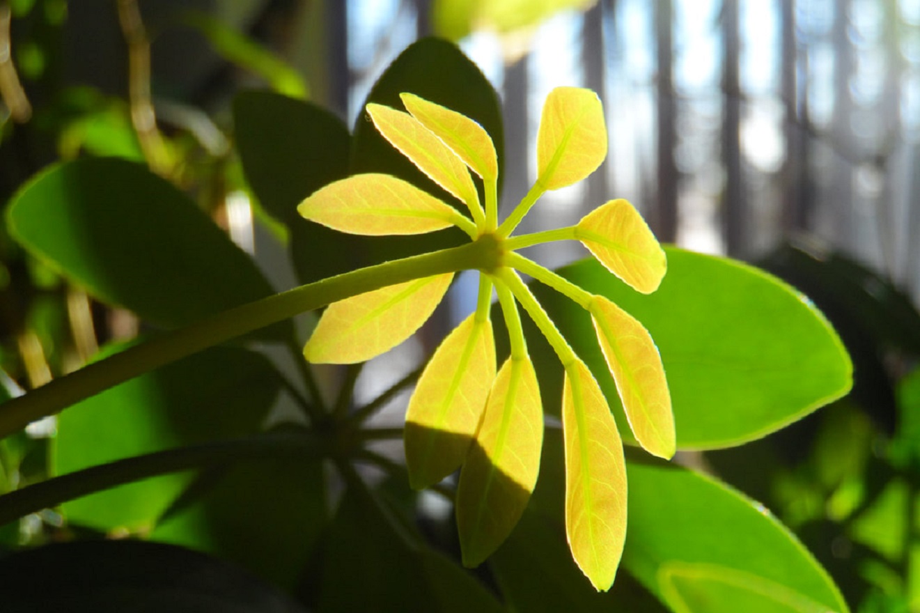Растение Шеффлера - Как ухаживать за зонтичным деревом?