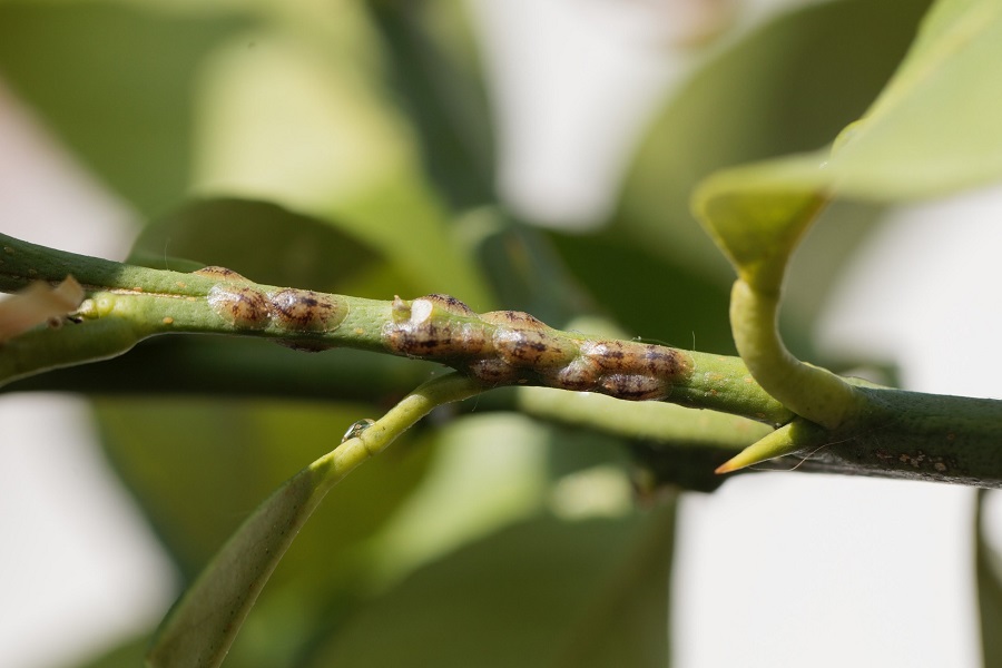 Scale insect identification - what are the symptoms?